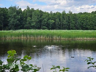Młode łabędzie © Wojciech