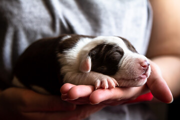 A cute sleeping puppy in a hand, showcasing innocence and warmth, evokes joy and companionship
