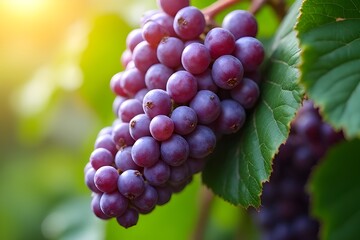 Close-up of a bunch of purple grapes on the vine