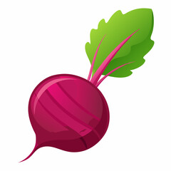 Beet illustration with green leaves on a white background