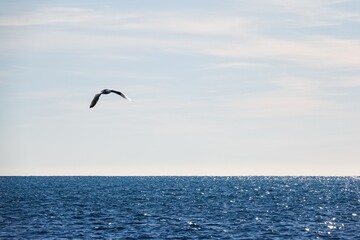 Vue sur la mer et un goéland en vol, avec tons vifs