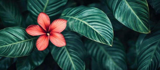 Fototapeta premium Close up of a vibrant red flower centered among lush dark green tropical leaves in shallow depth of field conveying eco-friendly travel themes