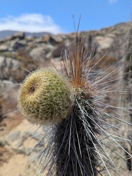 Coastal desert of northern Chile. Eulychnia breviflora, a candelabriform or arborescent columnar succulent.