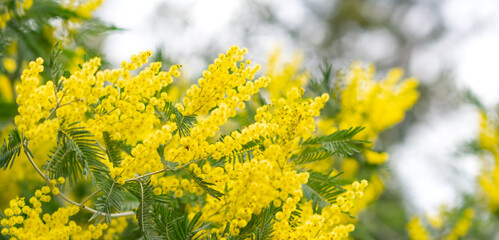 Nature spring background with lush blooming of mimosa. Shallow depth of field 