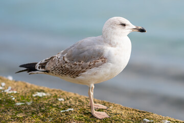 seagull close up on the pier 