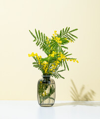 Bouquet of  mimosa or acacia in a vase on a yellow and white background with sunlight.