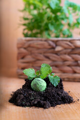 Ball with seeds for growing fragrant lemon balm on a blurred background of a wicker pot with herbs. Home gardening, hobby concept. Gardening tools.