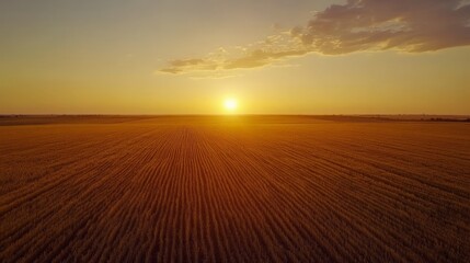 Golden sunset over expansive wheat field with clear sky and sunlit horizon