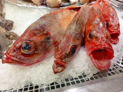 Thekenbereich im Fischgesch&auml;ft - eine Gruppe fangfrischer Dorsche auf Eis