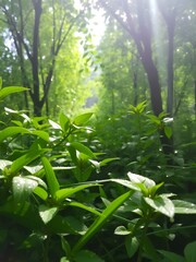 Obraz premium Vibrant Green Forest with Dew on Leaves and Natural Light