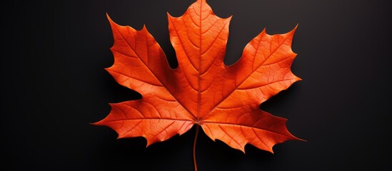 Fototapeta premium Bright red autumn maple leaf positioned centrally against a black background with ample negative space for text integration or overlay.