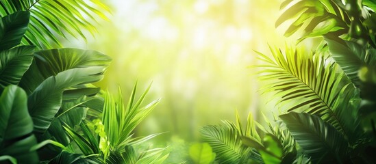 Obraz premium Lush green tropical foliage with sunlight filtering through creating a serene backdrop featuring vibrant green leaves and soft glowing ambiance