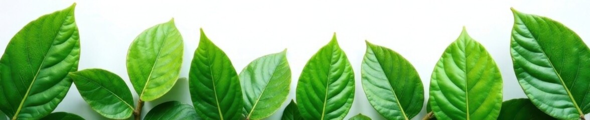 Obraz premium Collection of realistic green leaves, clean white backdrop , nature, green, design