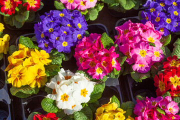 Bunt  Blühende Primeln auf einem Blumenmarkt, Closeup, Deutschland