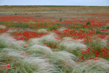 Fototapete Rund Picturesque spring landscape in the steppes of Kalmykia, Russia © Anna