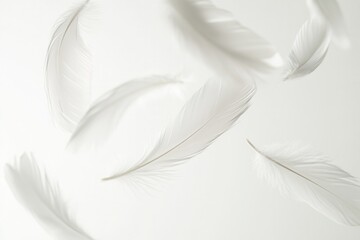 Obraz premium Soft white feathers float gently against a bright white background, creating a serene and dreamlike atmosphere in high key photography