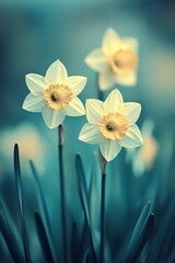 Fototapeta premium Three Daffodils in Bloom, Spring Awakening with Dew Kissed Petals, Bokeh Effect, Vibrant Greenery