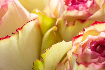 Bouquet of white roses with pink edging , bouquet of roses