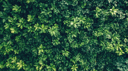 Fototapeta premium Lush green foliage background with dense leafy texture and vibrant plants