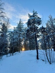 Snow covered trees