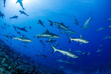 Obraz premium Grey Reef Sharks Fakarava South Pass