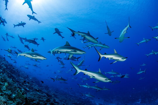 Grey Reef Sharks Fakarava South Pass