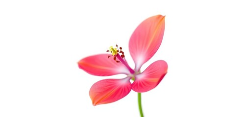 A single vibrant bloom, petals unfurled, isolated against a pure white backdrop, vibrant, floral