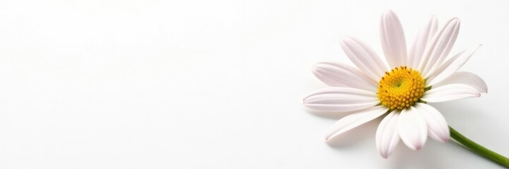 Delicate daisy blooms isolated against crisp white, floral arrangement, solitary bloom