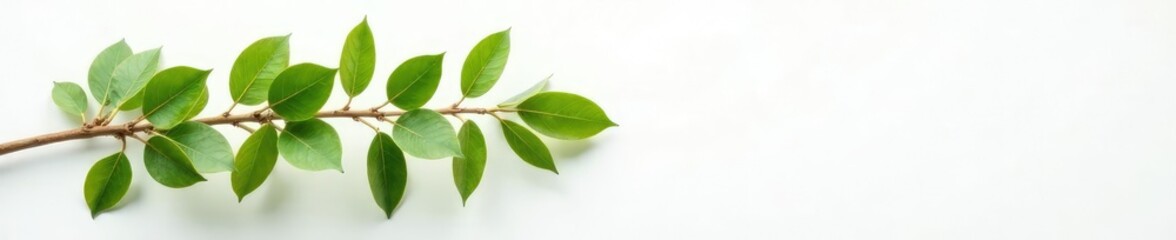 Long branch with leaves against white surface, surface, leaves, foliage