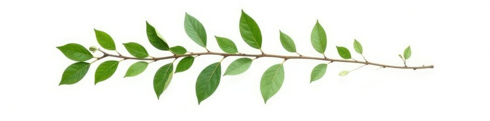 Obraz premium Long curved branch with leaves isolated on white background, foliage, twig