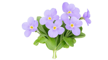 Naklejka premium violet flower