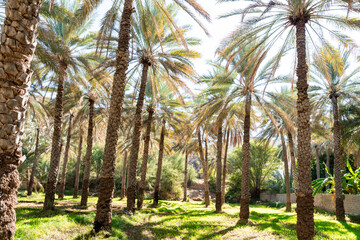 Obraz premium Palmenoase Oase von Birkat Al Mouz, Oman