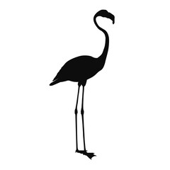 Obraz premium Vector silhouette of a realistic standing flamingo - black animal illustration, isolated on white background