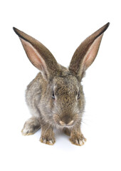 gray rabbit