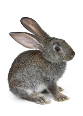 gray rabbit