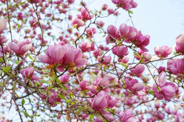 Blooming tree branch with pink Magnolia soulangeana, Alba Superba flowers in park or garden on green background with copy space. Nature, floral, gardening, plant breeding.
