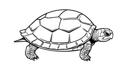 turtle vector illustration