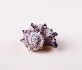 pink shell with black stripes, isolate on light background