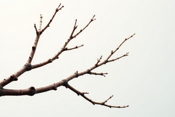 Fototapeta premium Delicate branches with intricate knots on a white background, branches, nature