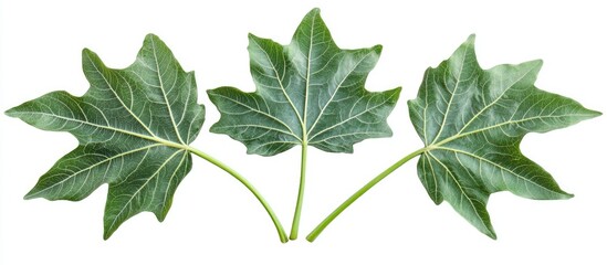 Isolated green papaya leaves arranged in a triangular shape on a clean white background showcasing intricate leaf textures and details.