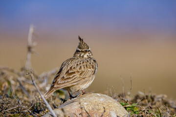 The Eurasian skylark - Alauda arvensis is a passerine bird in the lark family, Alaudidae