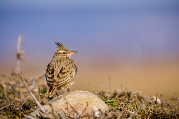 The Eurasian skylark - Alauda arvensis is a passerine bird in the lark family, Alaudidae