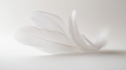 Obraz premium Floating white feathers create a serene and dreamlike atmosphere on a soft background