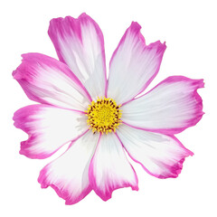 Delicate cosmos flower photo