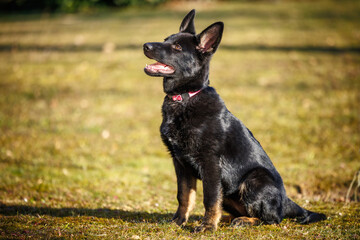 German Shepherd puppy sitting attentively during dog obedience training in backyard