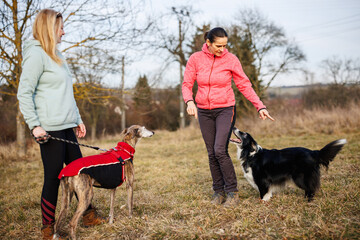 Dog instructor with border collie is showing another person obedience training and dog agility. Professional animal trainer