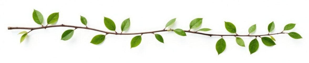Naklejka premium Long, thin isolated branches with leaves on white, isolation, branches