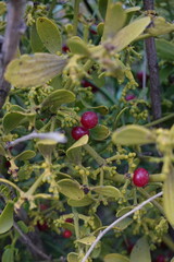 Close-up of red berries of mistletoe