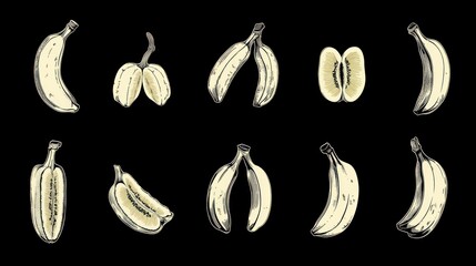 Vector illustration of various banana slices and whole bananas. Food illustration for design use