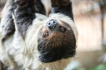 Close-Up of a Sloth Hanging from a Tree